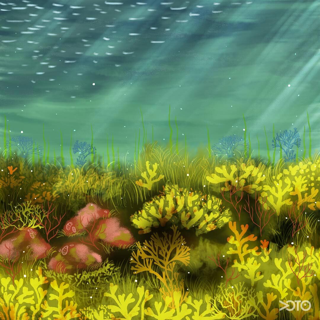 The benthic habitats or seabeds of the Baltic Sea come in different kinds. You can find soft bottoms such as seagrass, sand and algae beds, and hard bottoms made of stone or gravel. These differences create an even richer environment that improves the biodiversity of the Baltic Sea.