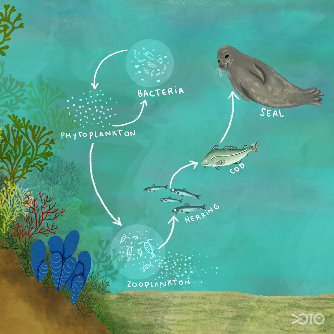 Keystone species is the name given to a specific organism whose existence profoundly alternates the ecosystem. And since the food web is simple in the Baltic Sea, it is more vulnerable. If one keystone species decreases in number (or even disappears), other species will be affected.