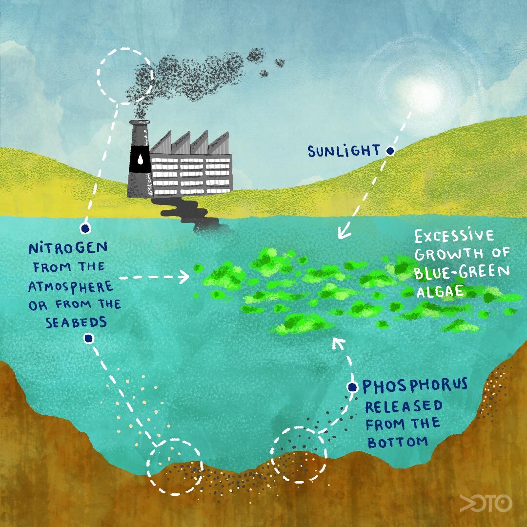 The excessive combination of nitrogen, phosphorus and sunlight makes the recipe for the blue-green algae.