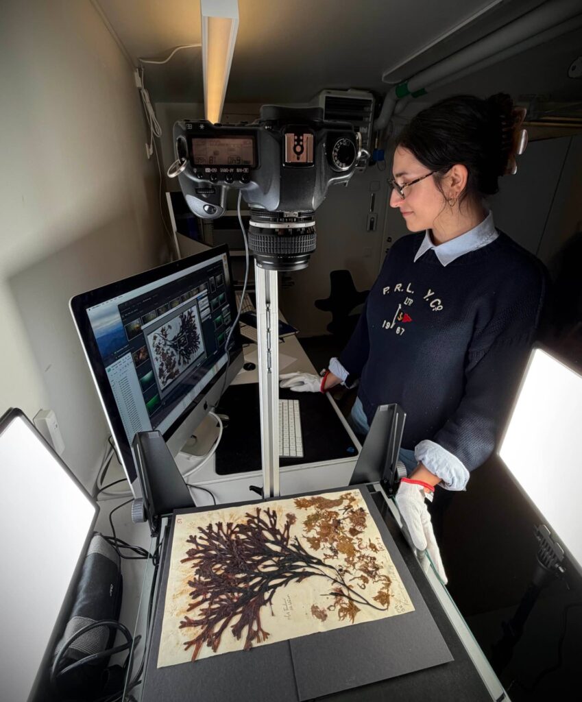 Archivist photographing herbarium specimen