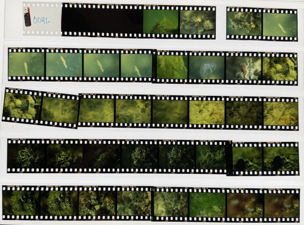 Hans Kautsky photography negatives from the collection