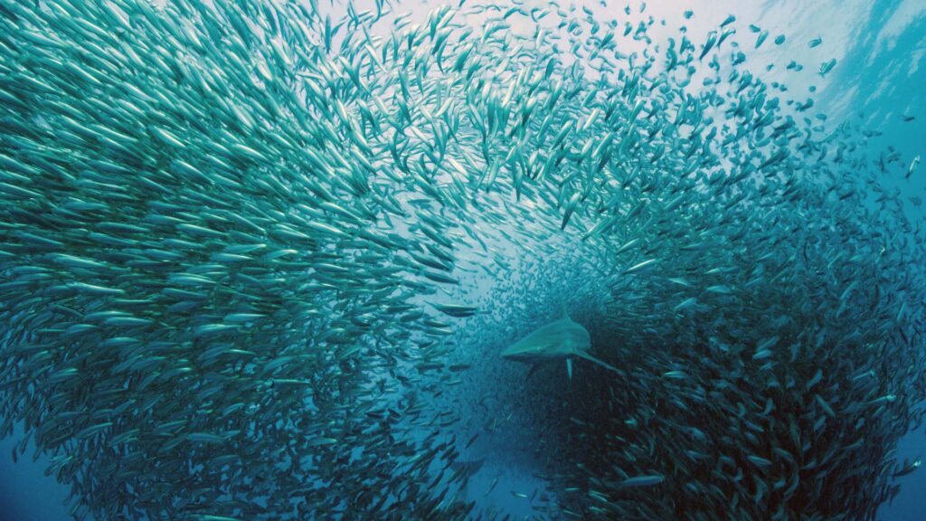 Voice of the Ocean - Accomplishments