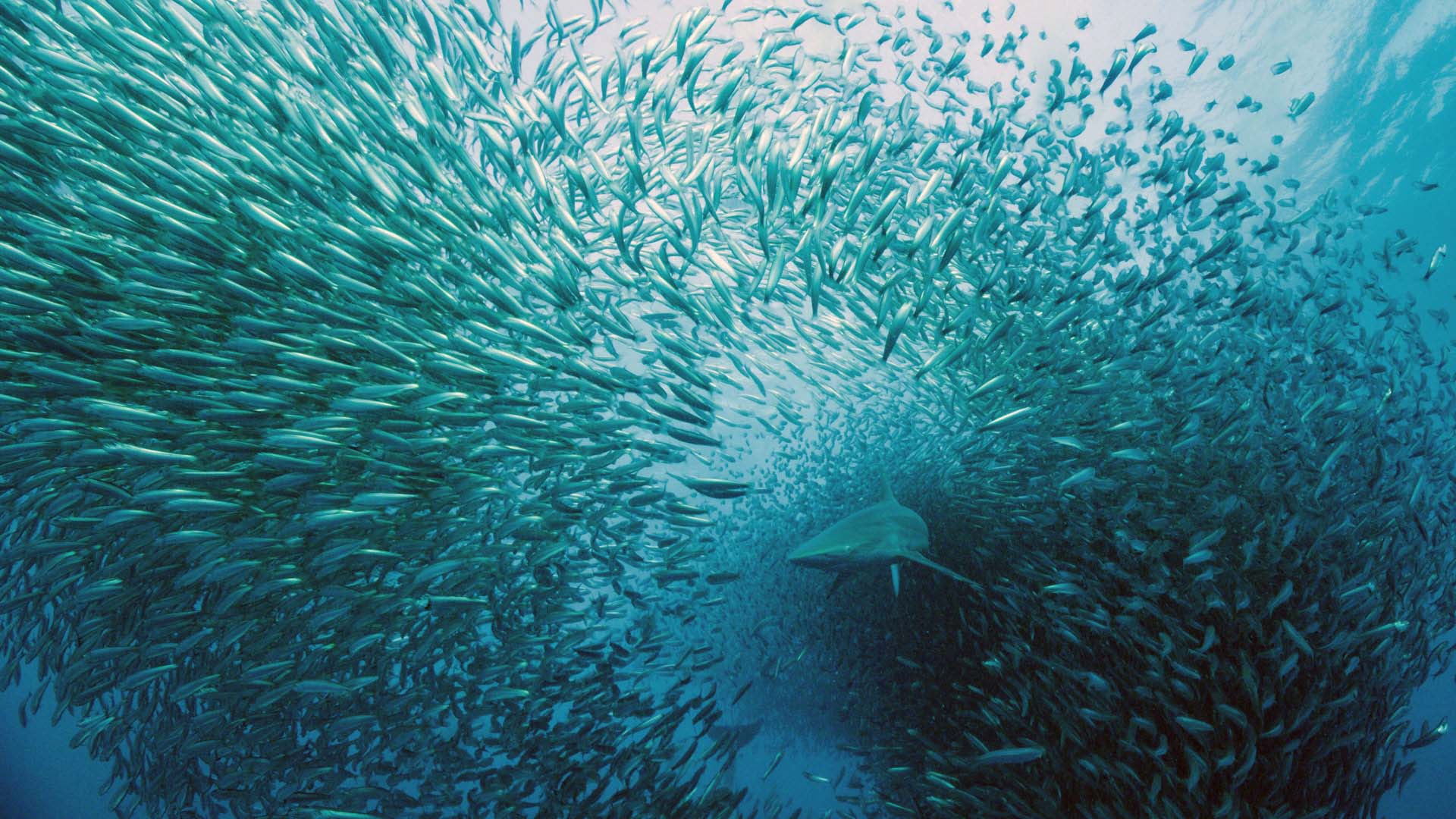 Voice of the Ocean - Accomplishments